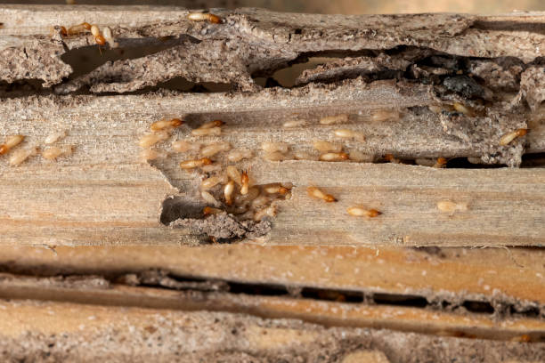 Best Pest Control for Businesses  in Blanchester, OH